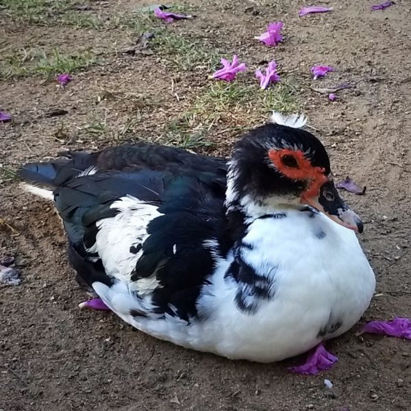 Morre Dona Madalena, a pata do Parque Vicentina Aranha