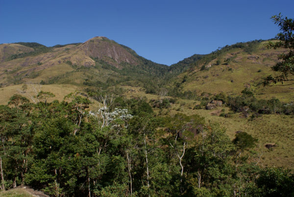 Desmatamento da Mata Atlântica cai 9%, diz Inpe