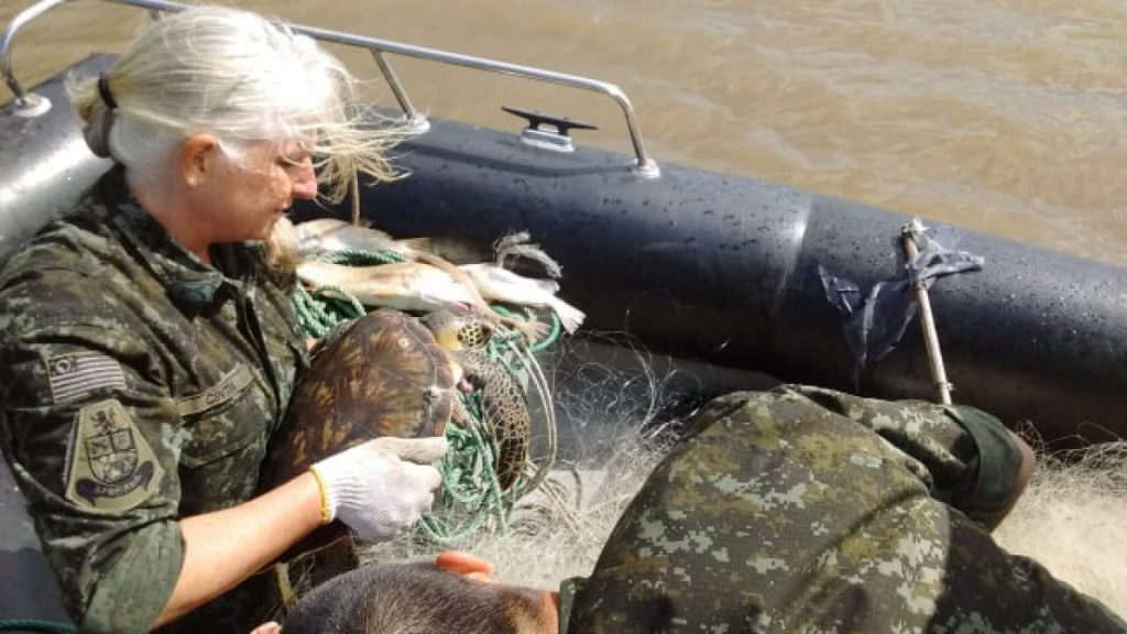 img-responsive Tartaruga em extinção é resgatada em São Sebastião