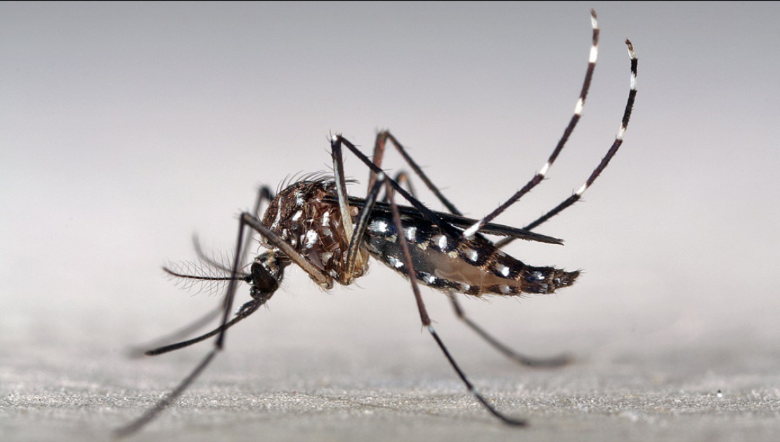São Sebastião registra casos de Chikungunya em Boiçucanga