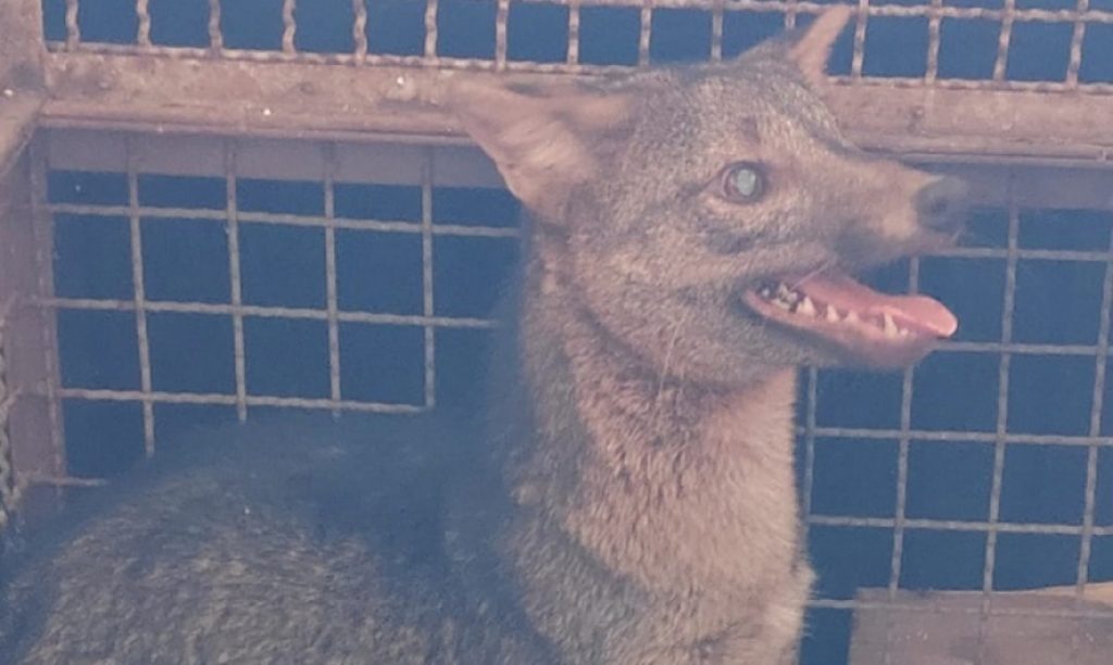 Cachorro-do-mato é resgatado em São Sebastião