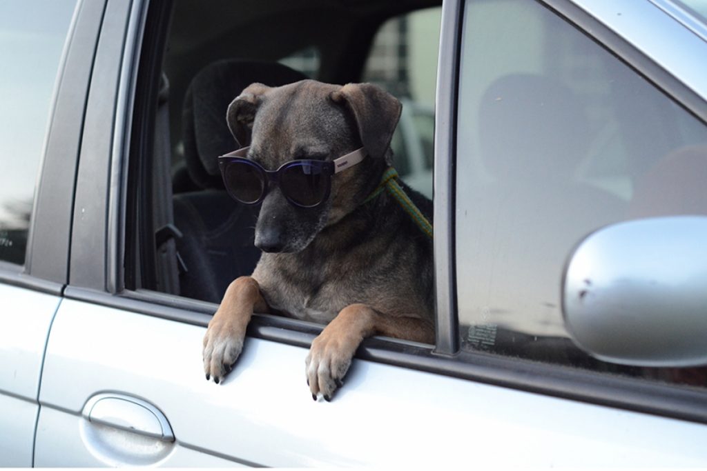 São José recebe no sábado feira com 29 animais para adoção 