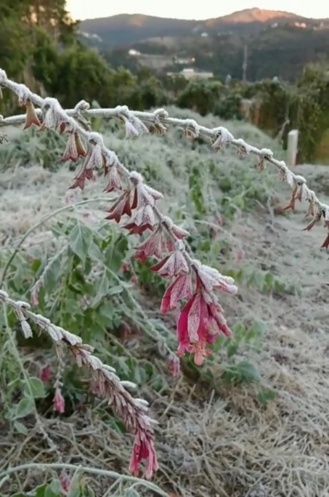 Região tem madrugada mais fria do ano após Campos do Jordão registrar -1ºC