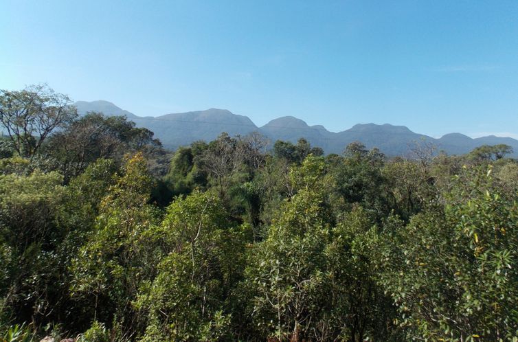 Composto de planta da Mata Atlântica combate leishmaniose e Chagas