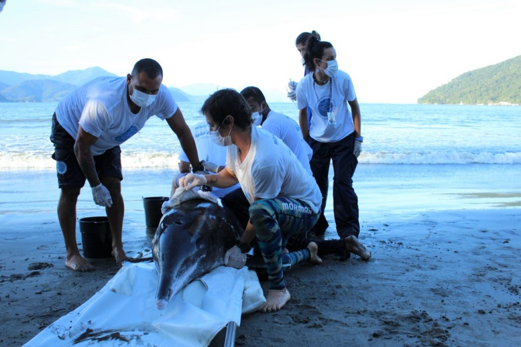Golfinho adulto é resgatado após encalhar em praia de Ubatuba