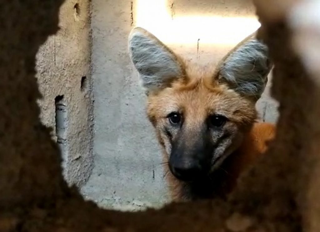 Lobo-Guará é encontrado dentro de construção em Taubaté