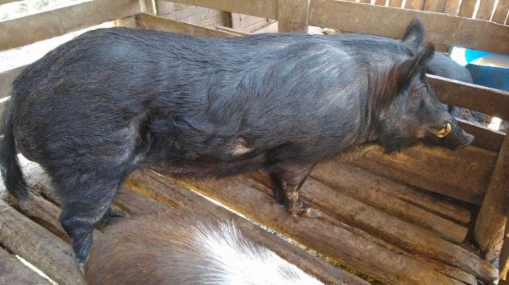 Homem é multado em R$ 149 mil por manter galos, cães e javali em cativeiro em Natividade da Serra