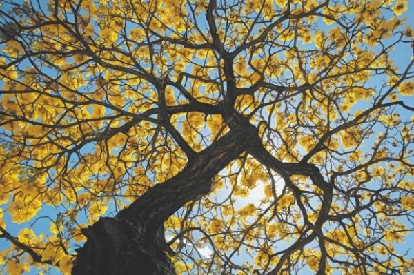 Primavera começa hoje, mas chuvas devem se fixar apenas em outubro