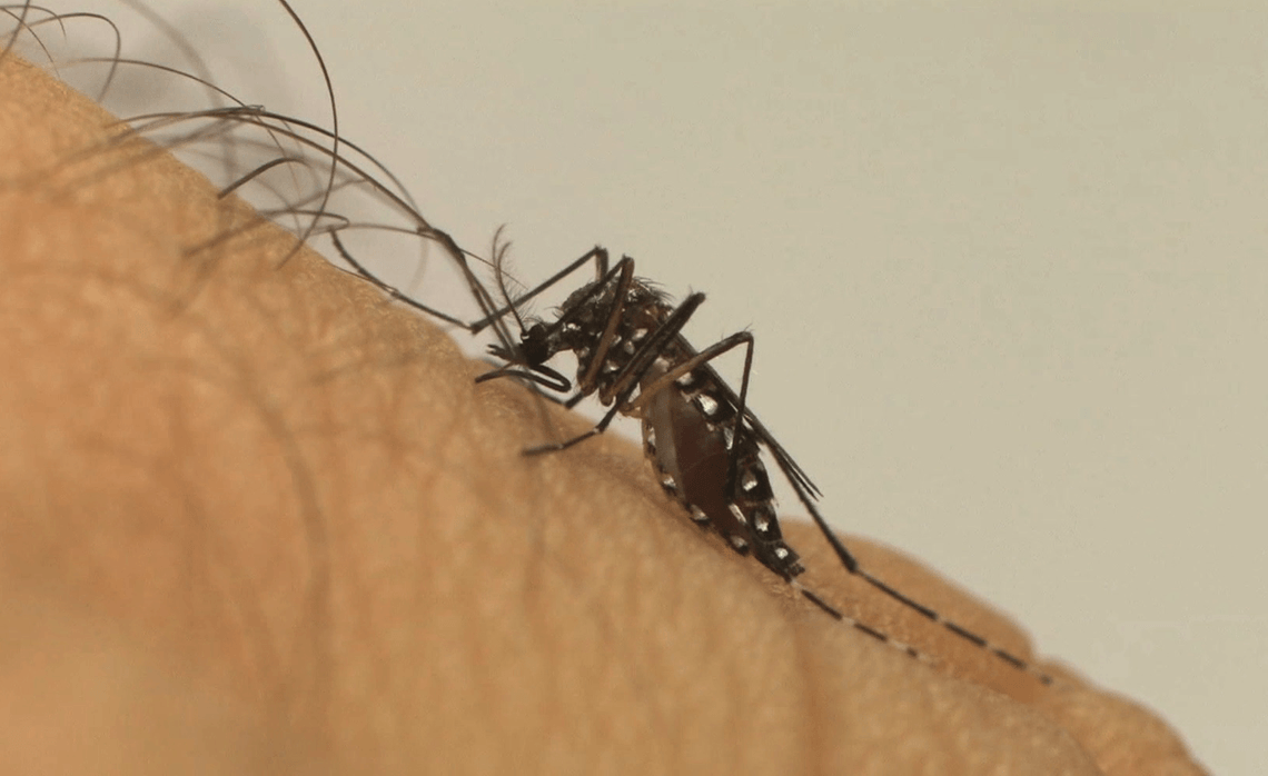 Aedes