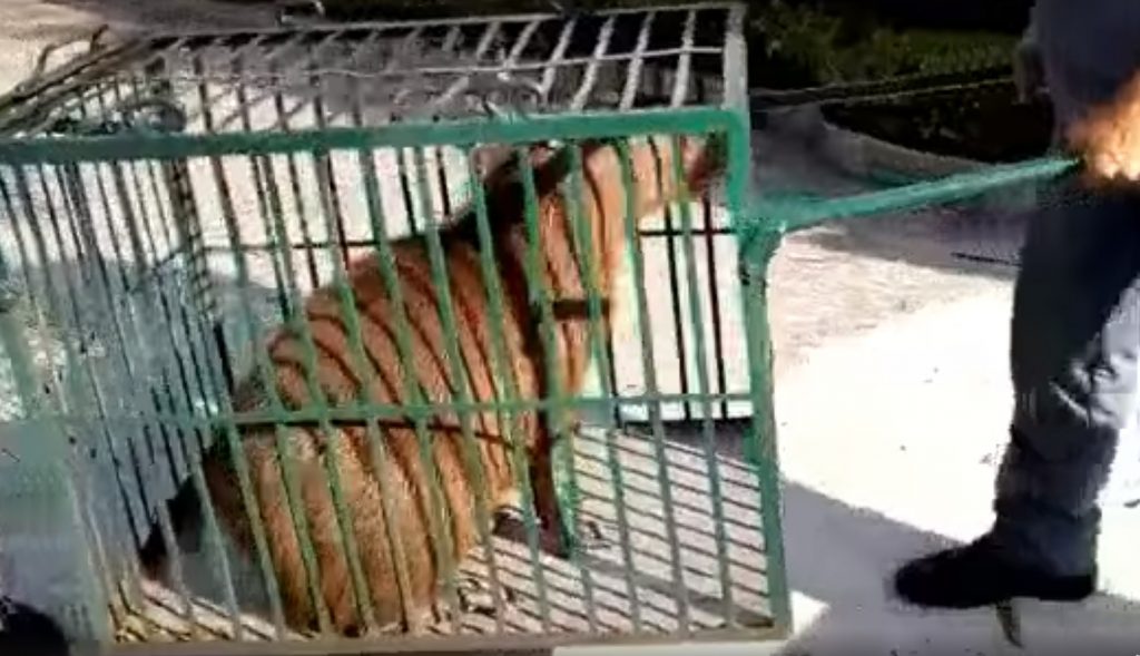 Capivara é resgatada em São José