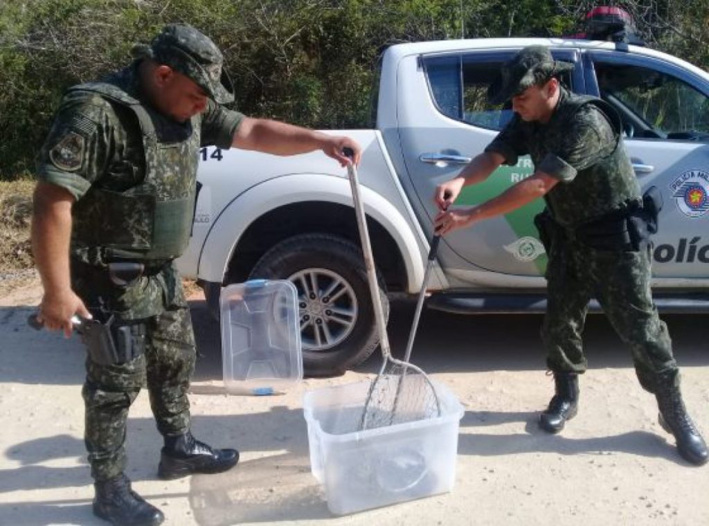 Polícia Ambiental resgata duas serpentes em Caraguatatuba