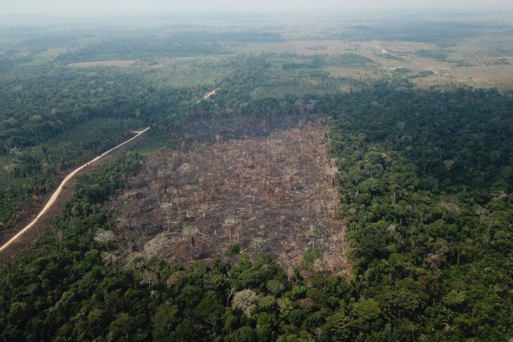 Polícia do Amazonas investiga empresários acusados de extrair 9 mil árvores centenárias