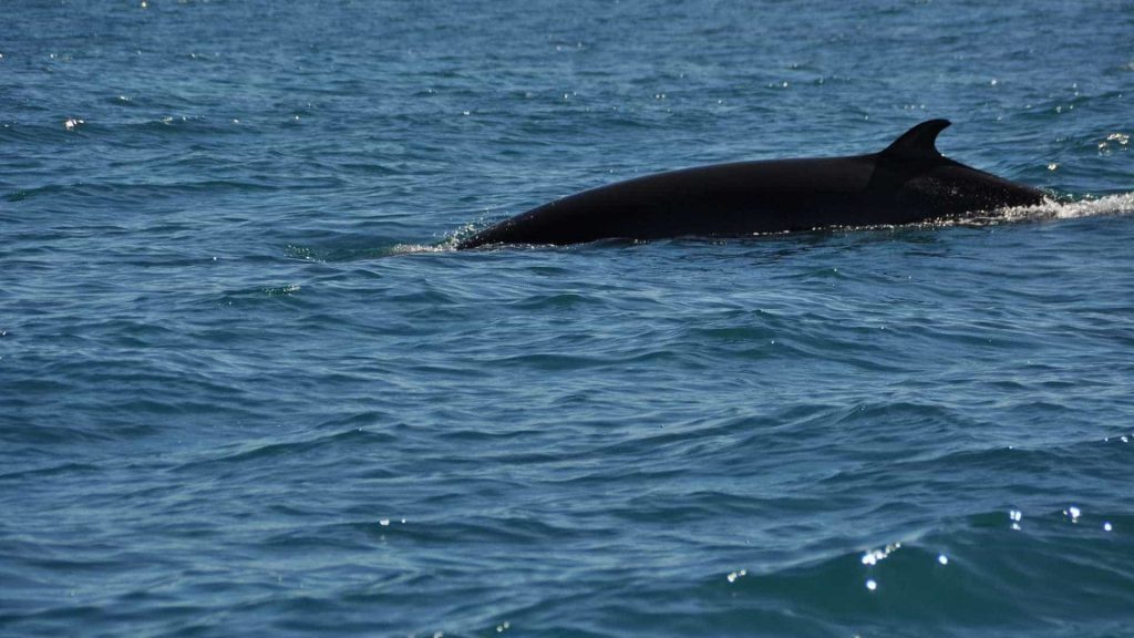 Espécie rara de baleia anã é flagrada na beira da praia em Ilhabela