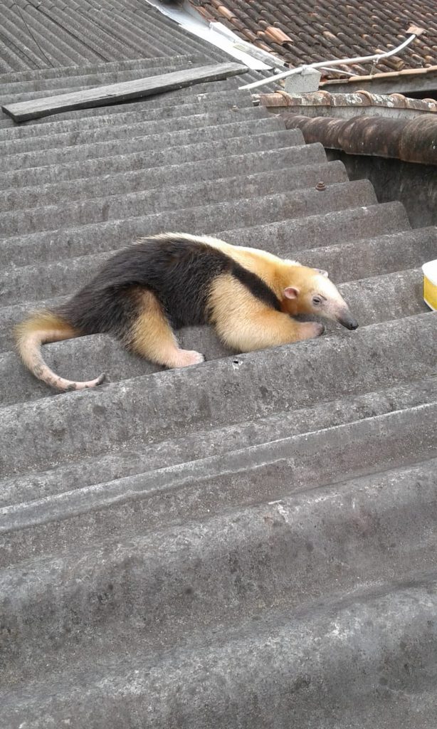 Tamanduá é resgatado no telhado de casa em Caraguatatuba
