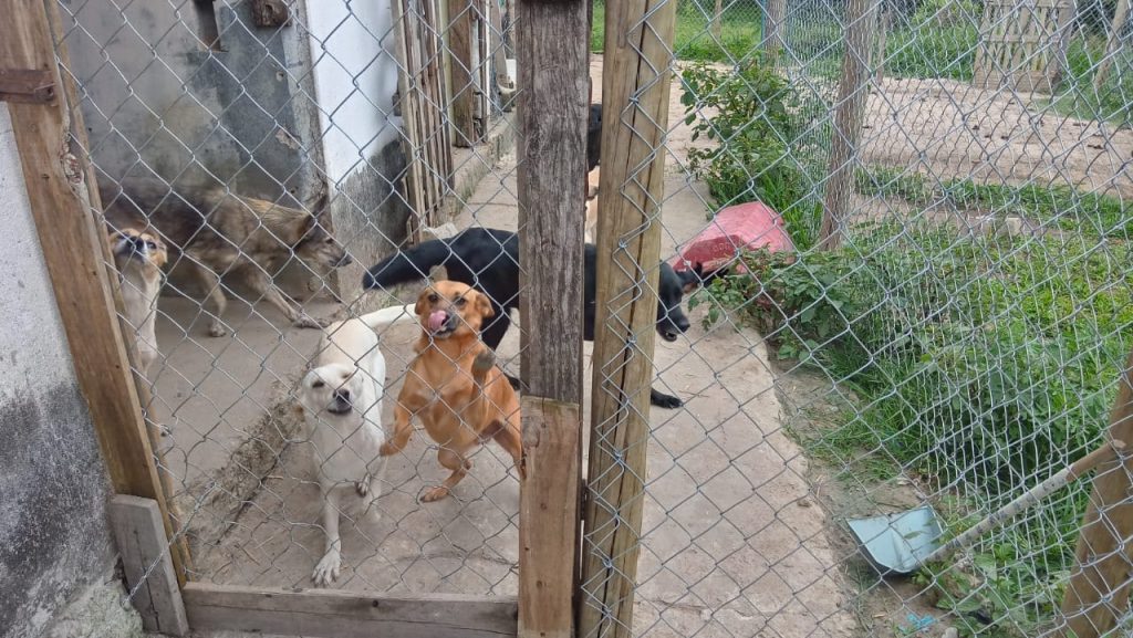 ONG na zona leste espera doar 20 cachorros até o final do ano