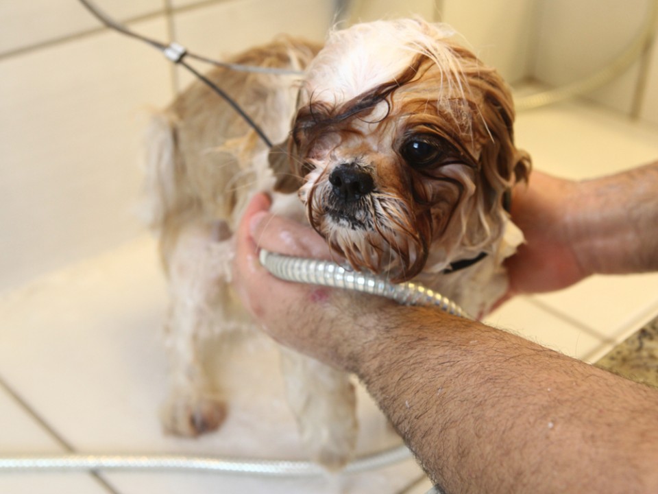 Zoonoses de São José dos Campos tem mais de 90 animais disponíveis para adoção