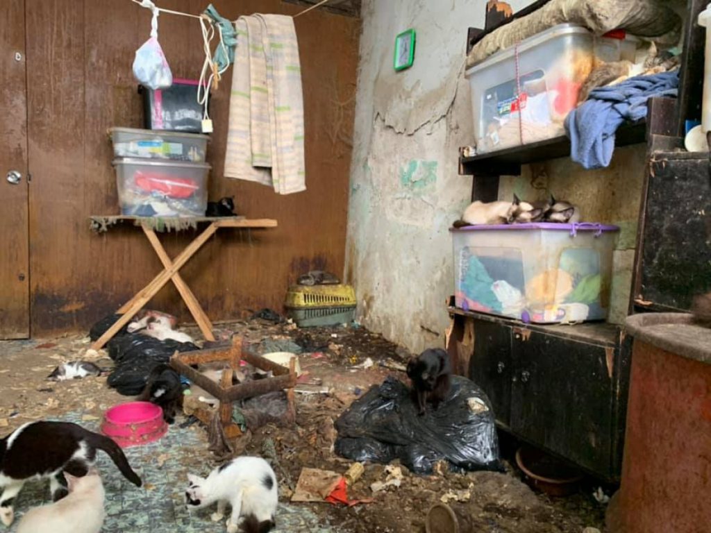 Mais de 70 animais são encontrados em situação de maus-tratos em casa no centro de S. José