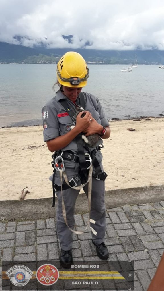 Gatinho é resgatado por bombeiros após subir em coqueiro em Ilhabela
