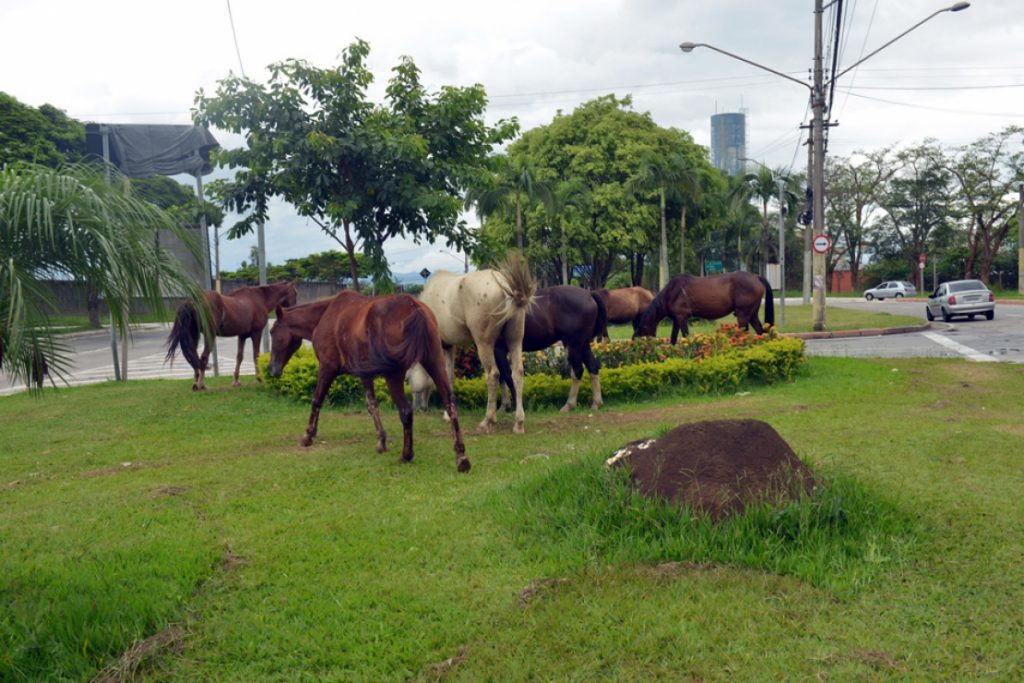 Prefeitura de São José apreende 78 animais de grande porte em um ano
