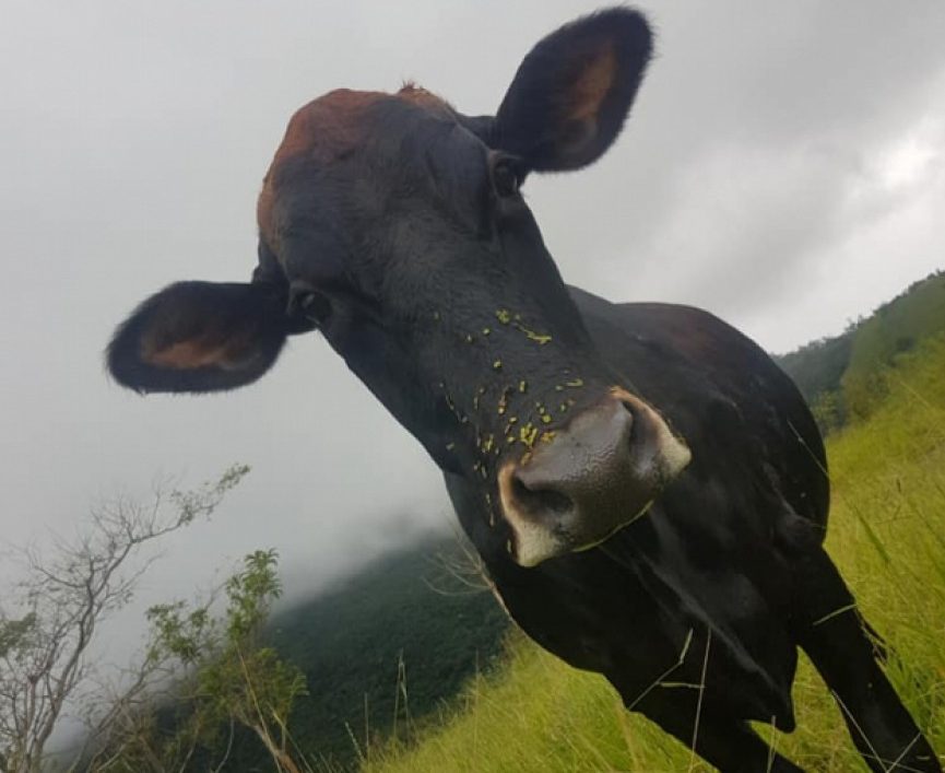 Mulher oferece recompensa de R$ 10 mil por vaca e boi furtados em Pindamonhangaba