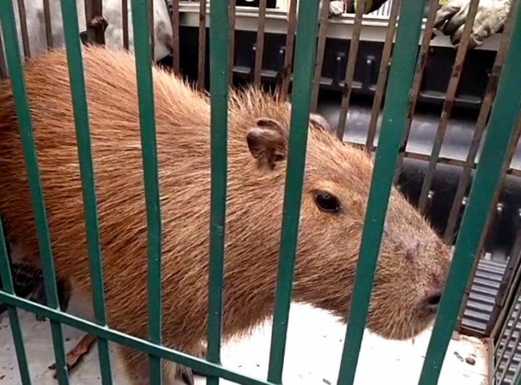 Capivara é resgatada após entrar em prédio comercial em São José