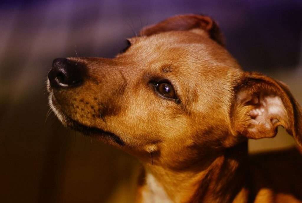 CCZ de Caraguatatuba promove feira de adoção de pets resgatados