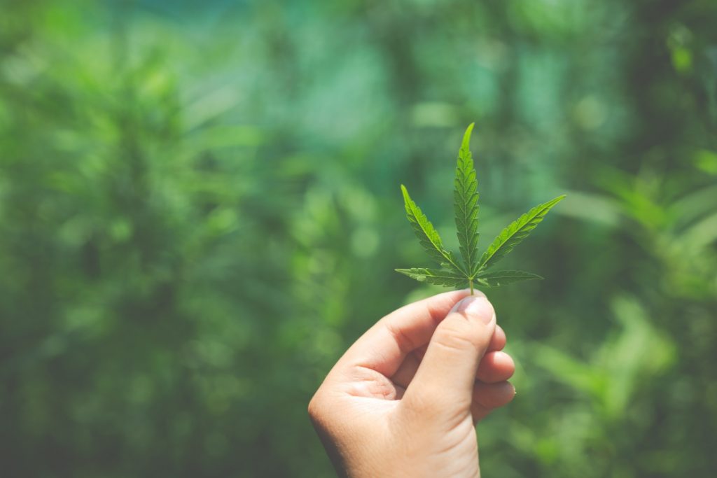 Fabricação e venda de produtos derivados da cannabis entram em vigor