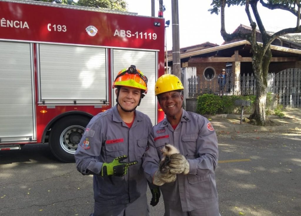 Filhote de gato é resgatado por bombeiros após ficar preso em bueiro em São José