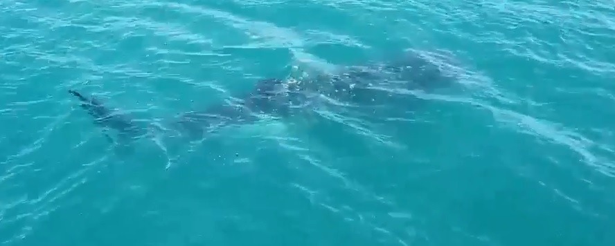 Maior espécie de tubarão é flagrada em Ilhabela