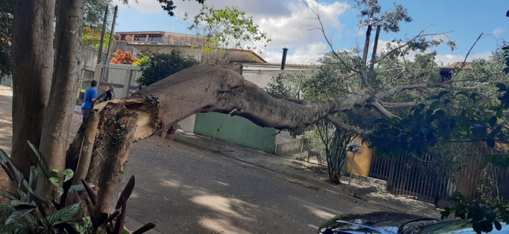 Árvore cai em telhado de casa no Vista Verde em São José dos Campos
