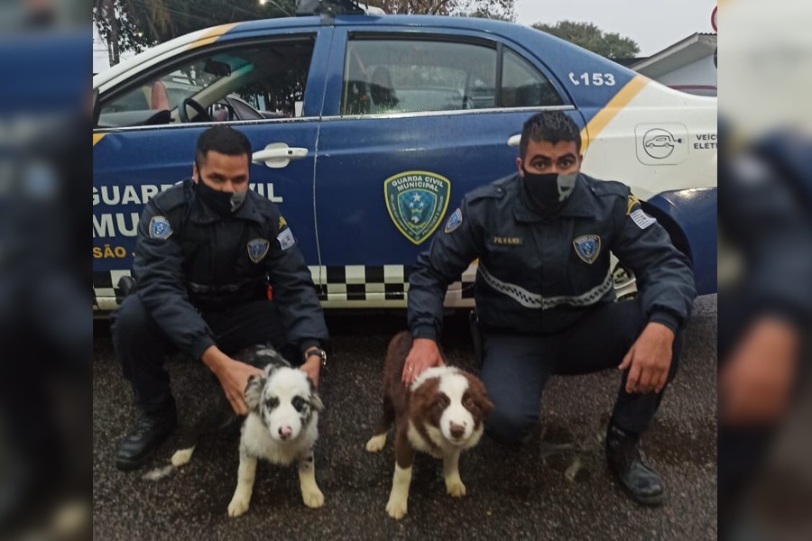 Guarda Civil prende homem por abandono e maus tratos a cachorros em São José