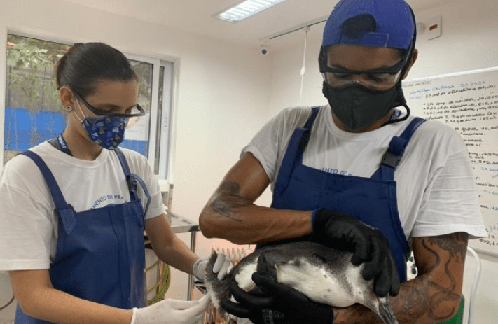 Mais de 350 pinguins são resgatados nas praias de São Sebastião