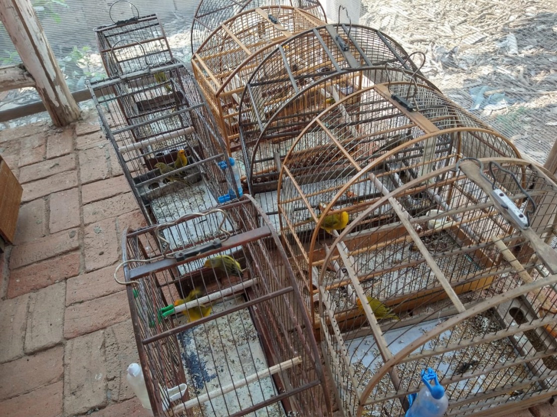 Polícia Militar Ambiental resgata 38 aves silvestres em São José dos Campos