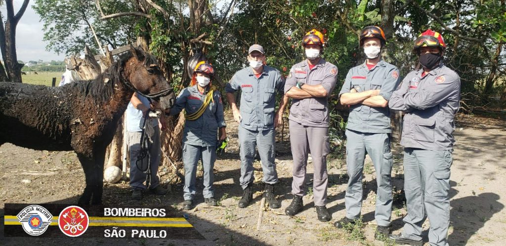 Cavalo fica preso em fossa de residência em Tremembé