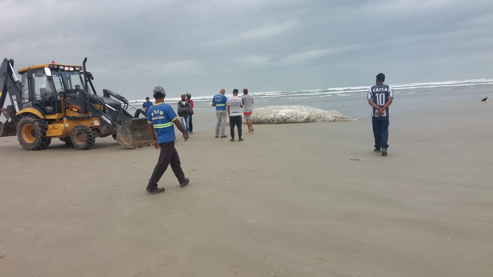 Mais uma baleia é encontrada nesta quarta-feira morta em praia do Litoral Norte