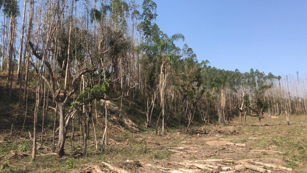 Empresa é multada por degradação de mata em São José dos Campos
