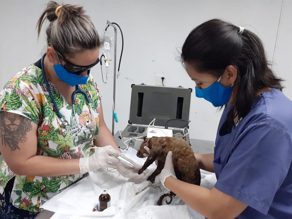 Morre gambá resgatado com 90% do corpo queimado na Tamoios