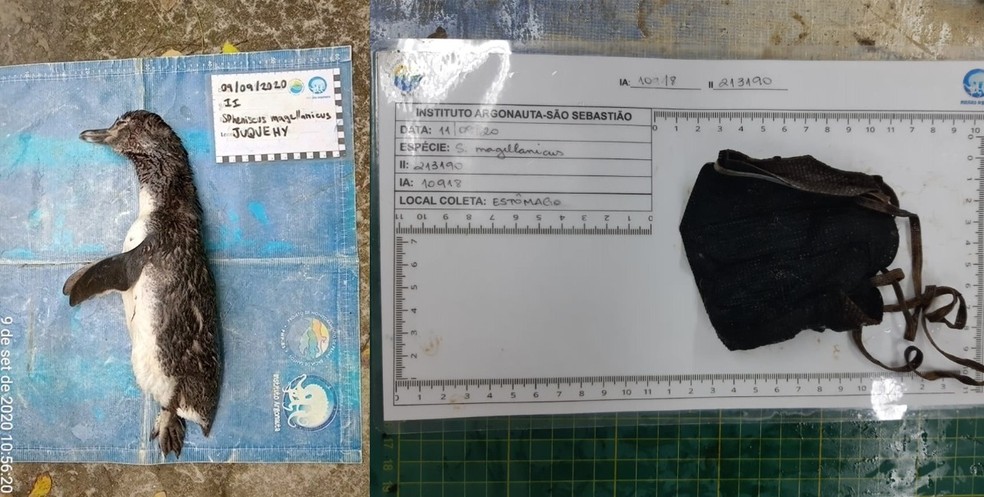 Pinguim é encontrado morto com máscara no estômago em praia de São Sebastião
