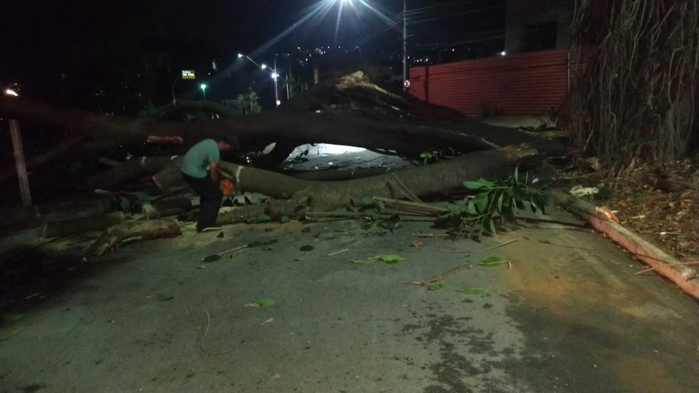 Tronco de árvore cai e bloqueia avenida em Taubaté