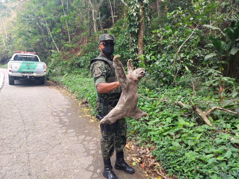 Bicho-preguiça é resgatado em Ubatuba