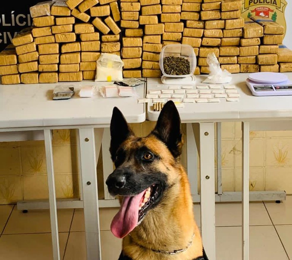 Polícia Civil apreende mais de 80 quilos de maconha em Jacareí