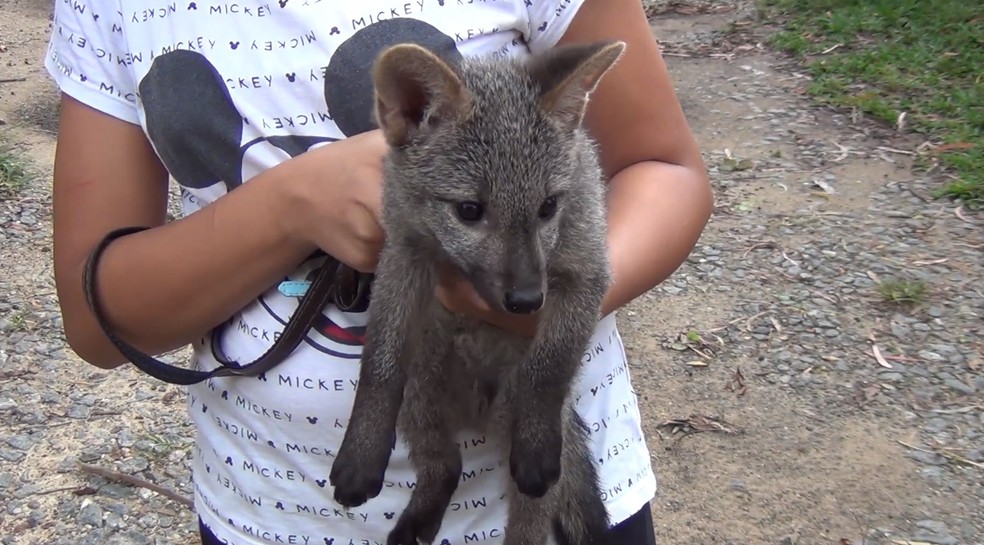 Família aciona Polícia Ambiental após adotar um animal selvagem por engano em Pindamonhangaba