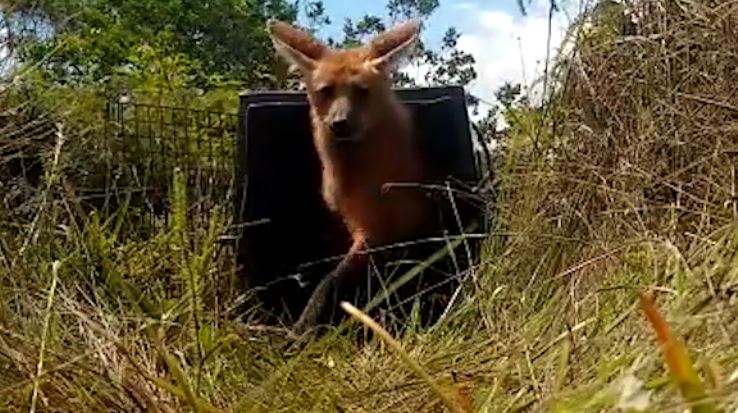 Polícia Ambiental resgata lobo-guará em Jacareí