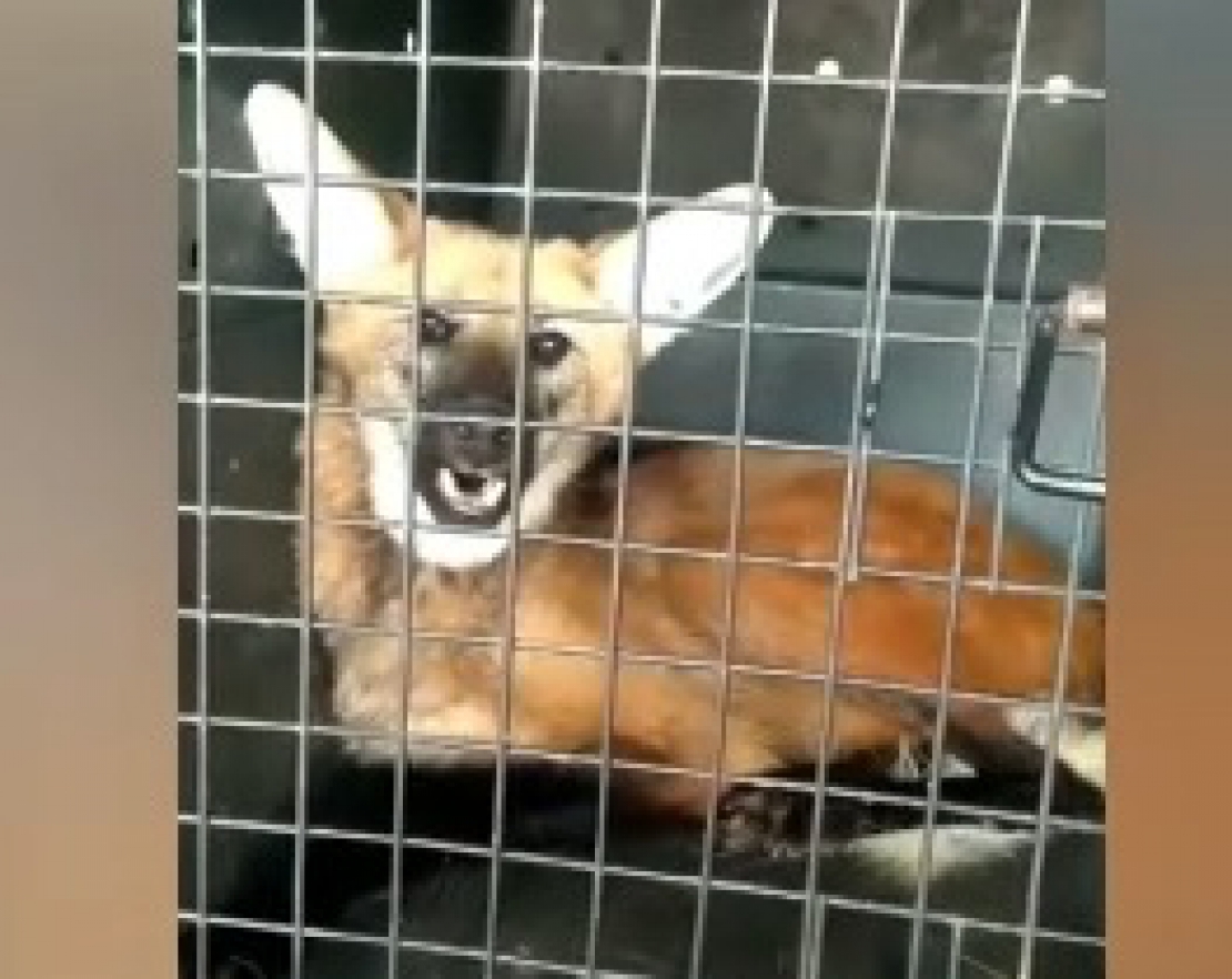 Lobo-guará é resgatado em estrada de Santa Branca
