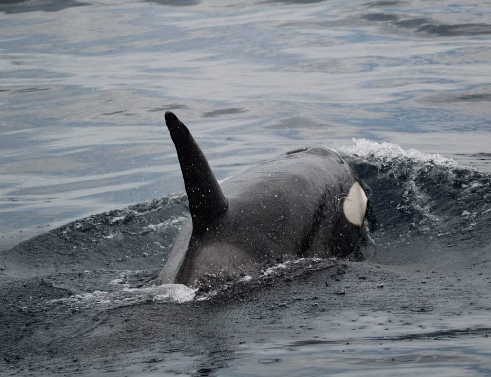 Baleias orcas são flagradas em Ilhabela