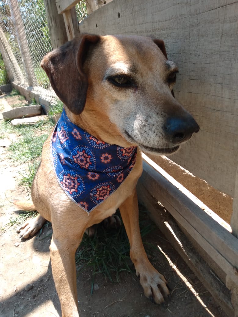 Dezembro Verde é o mês de combate ao abandono aos animais