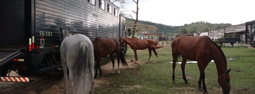 Cavalaria da PM chega em Caraguatatuba para ajudar no reforço policial durante o verão