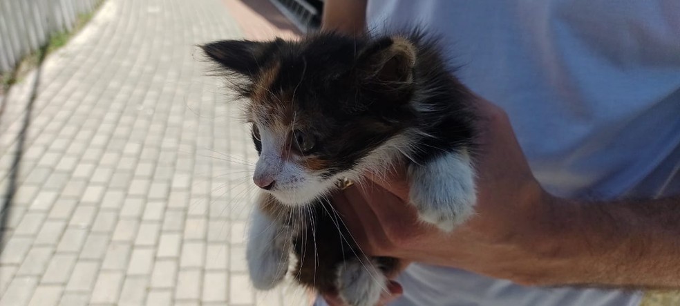 Bombeiros resgatam gato que ficou preso em tubulação na ponte estaiada em São José