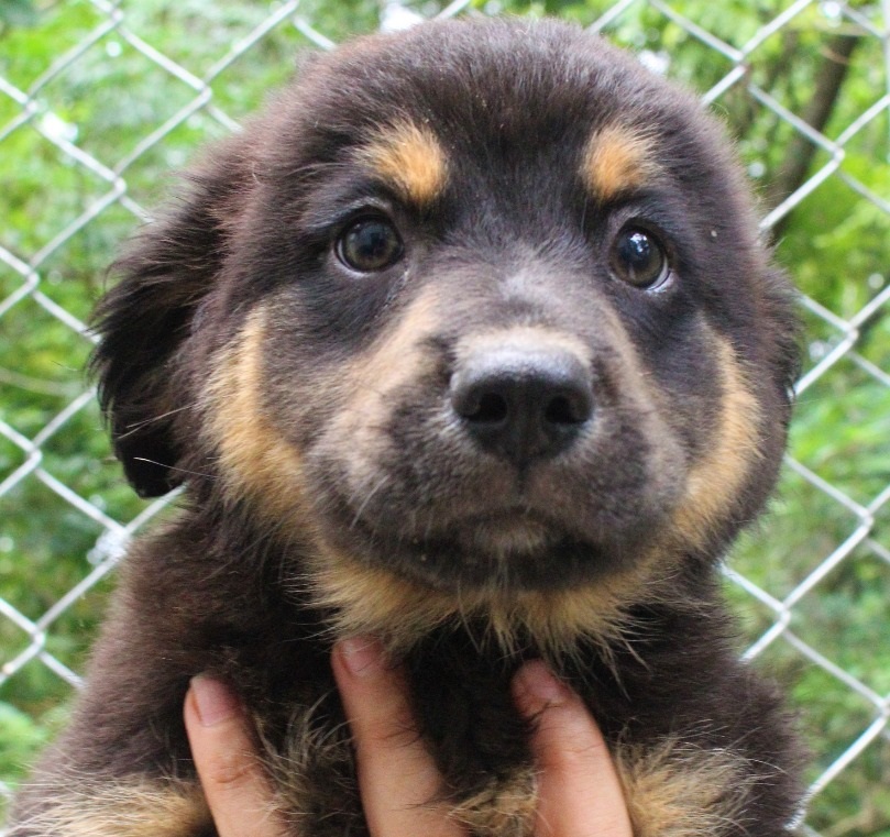 Centro de Proteção Animal será inaugurado nesta sexta-feira em Pindamonhangaba