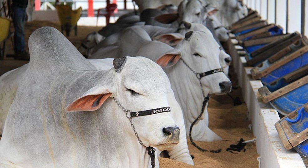 Cem gados são furtados de fazenda de pesquisa em Pindamonhangaba